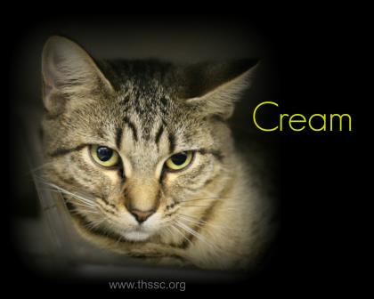 Cream
