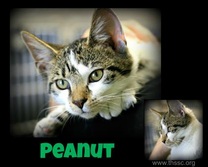 Peanut