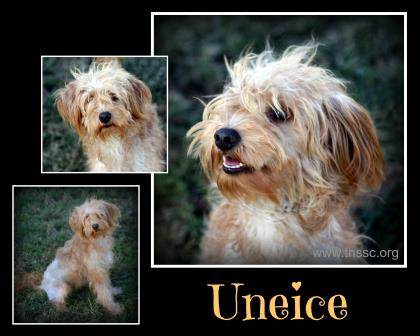 Uneice