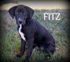 Fitz