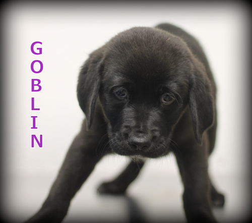 Goblin