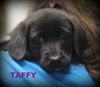 Taffy