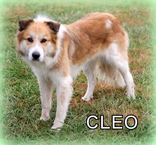 Cleo