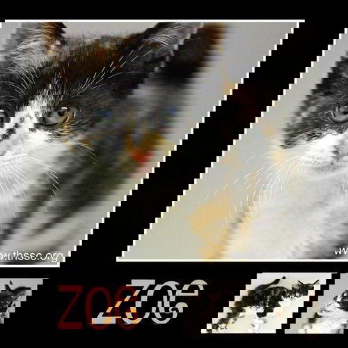 Zoe