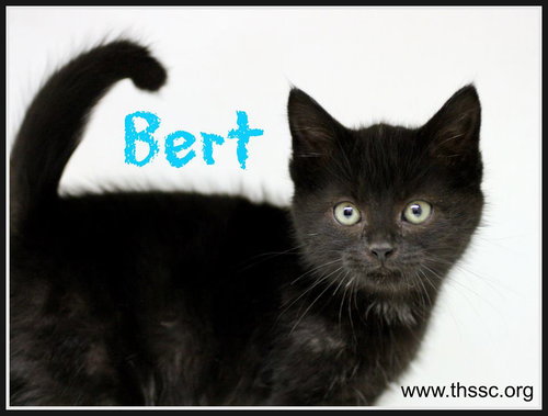 Bert