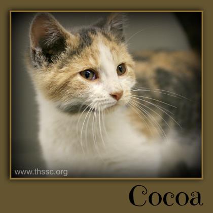 Cocoa