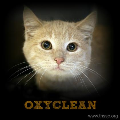 Oxyclean