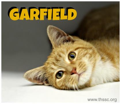 Garfield