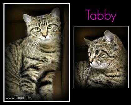 Tabby