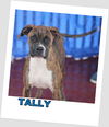 Tally