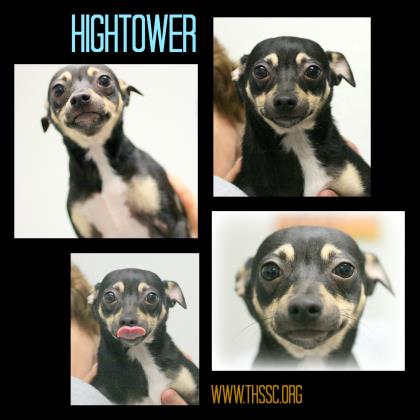 Hightower