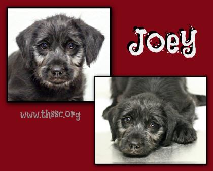 Joey
