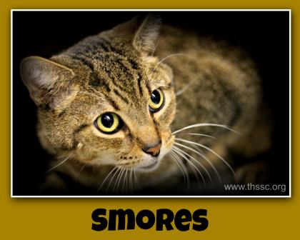 Smores