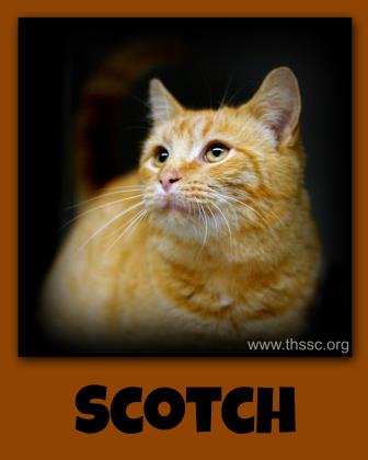 Scotch