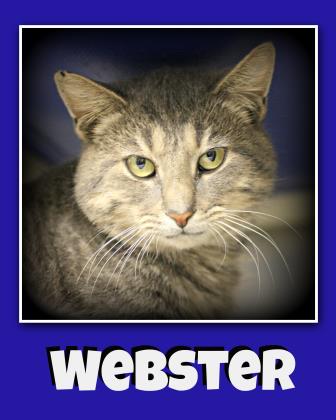 Webster