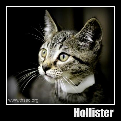 Hollister