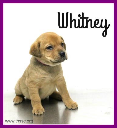 Whitney