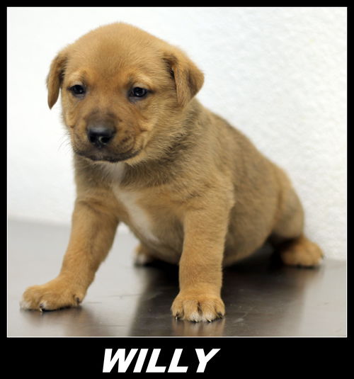 Willy