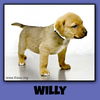 Willy