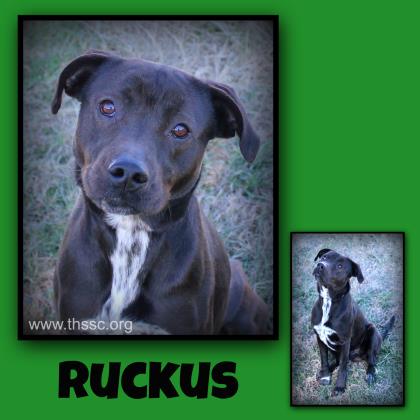 Ruckus