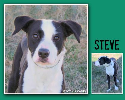 Steve