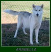 Arabella