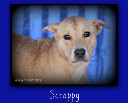 Scrappy