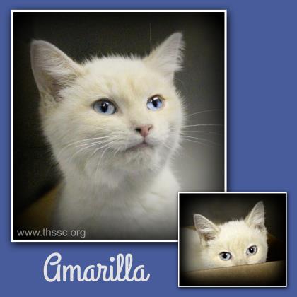 Amarilla