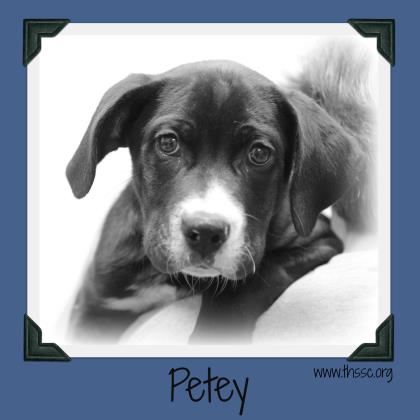 Petey