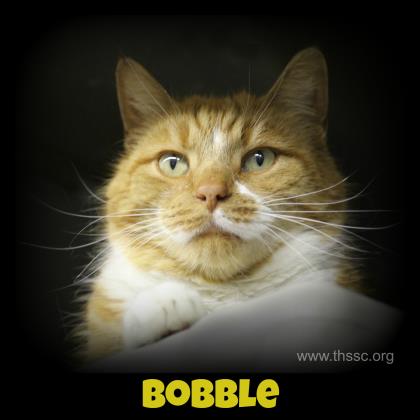 Bobble
