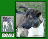 Beau