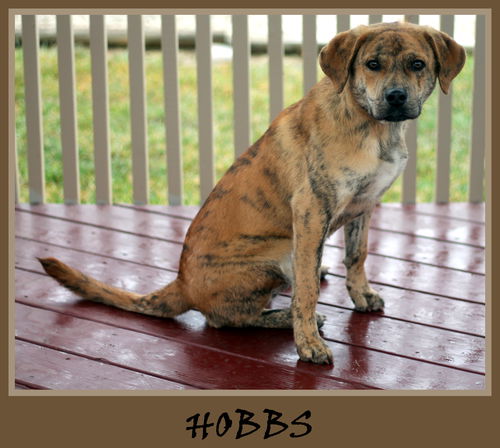 Hobbes