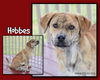 Hobbes