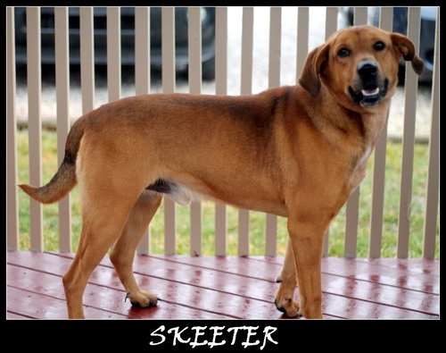 Skeeter