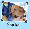 Skeeter