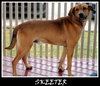 Skeeter