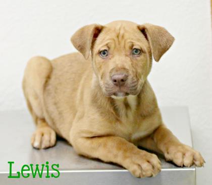 Lewis