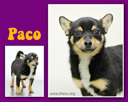 Paco