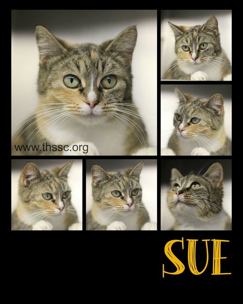 Sue