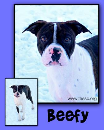 Beefy