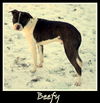 Beefy