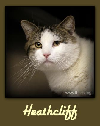 Heathcliff