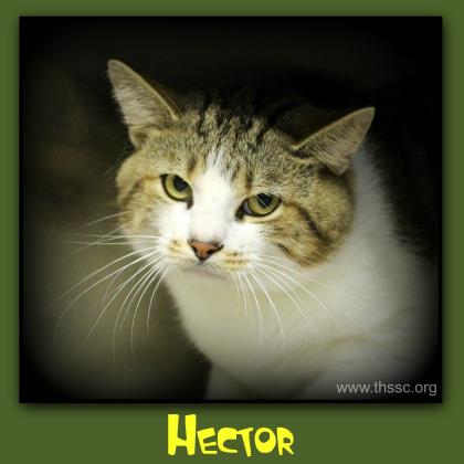 Hector