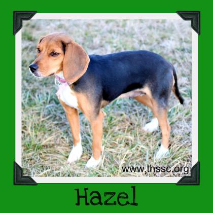 Hazel