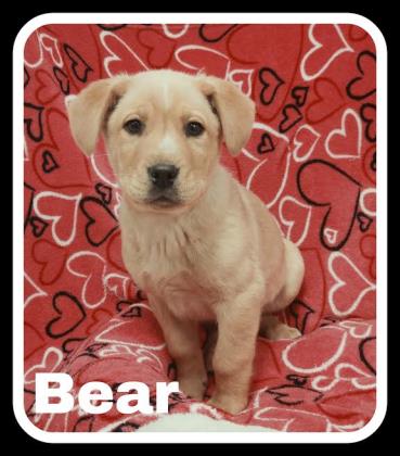 Bear