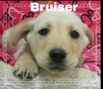 Bruiser