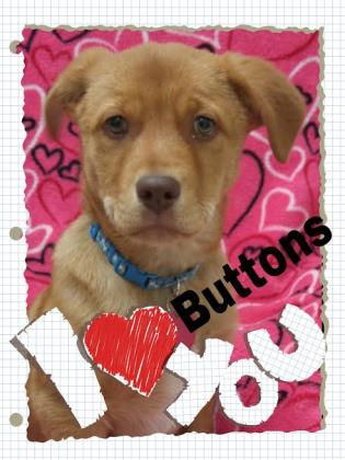 Buttons