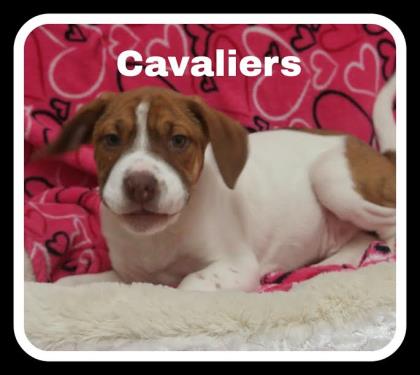 Cavaliers