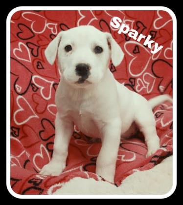 Sparky