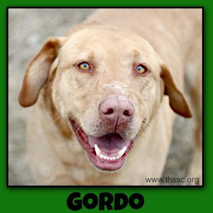 Gordo